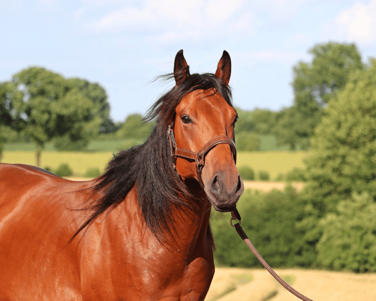 Le quarter horse : race de cheval la plus populaire du monde
