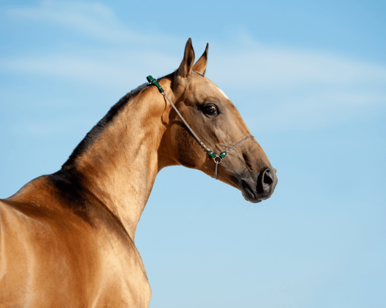 L’Akhal-téké : le cheval du désert à la robe dorée