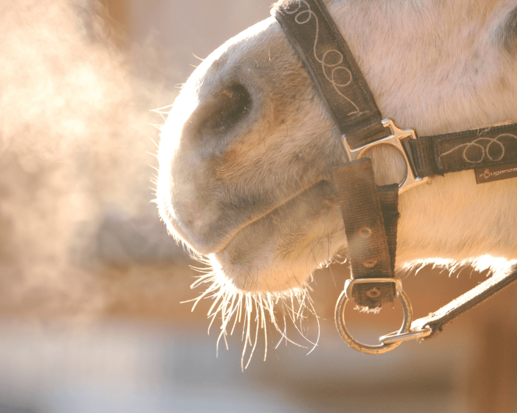 endurance du cheval