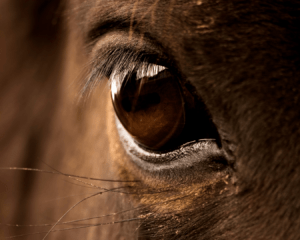 yeux du cheval