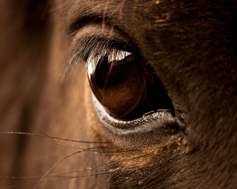 Prendre soin des yeux du cheval