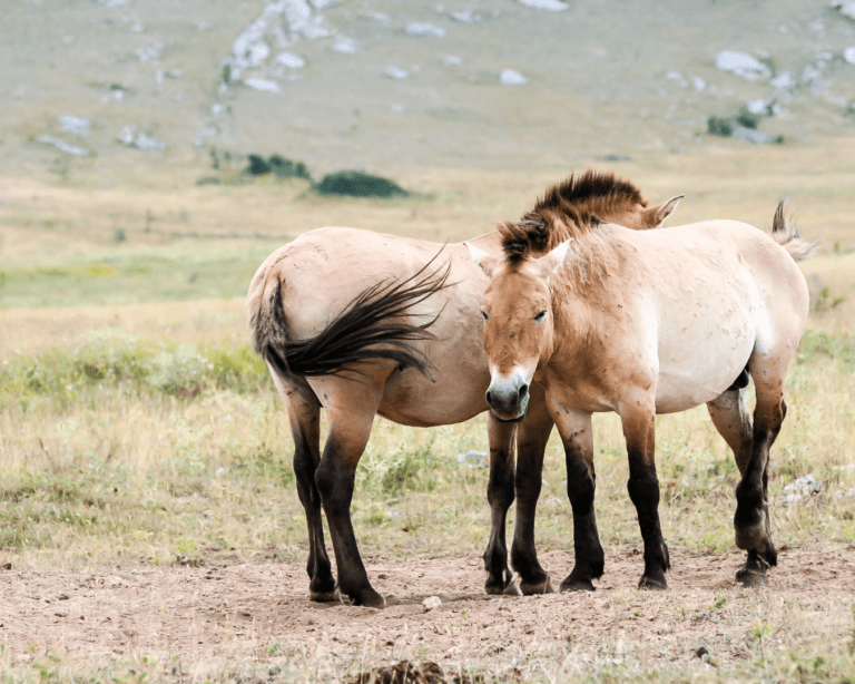 Le cheval de Przewalski : de la préhistoire à aujourd’hui