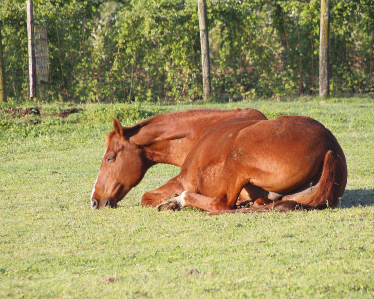 La piroplasmose chez le cheval : causes et traitements