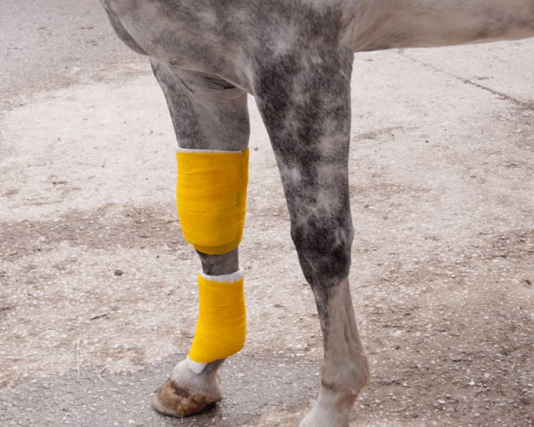 Les sarcoïdes chez le cheval : symptômes et traitements