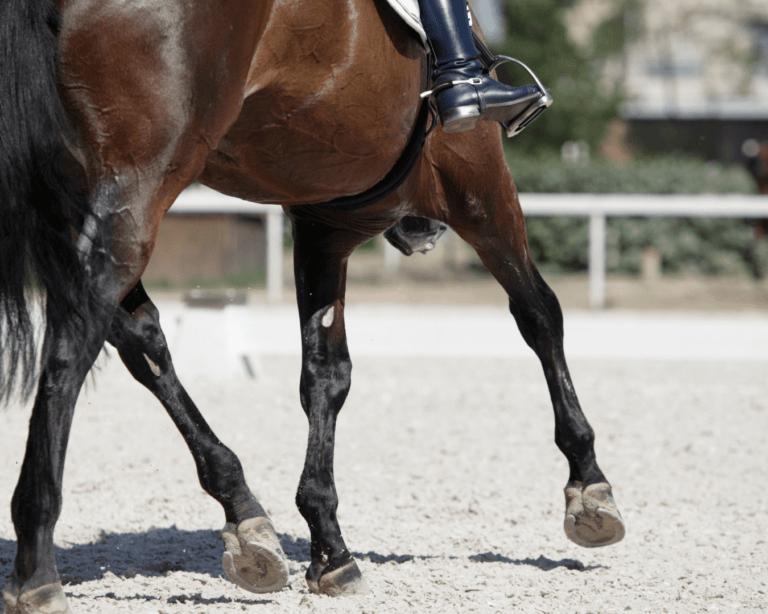 Reculer à cheval : la technique de dressage pour un bon assouplissement