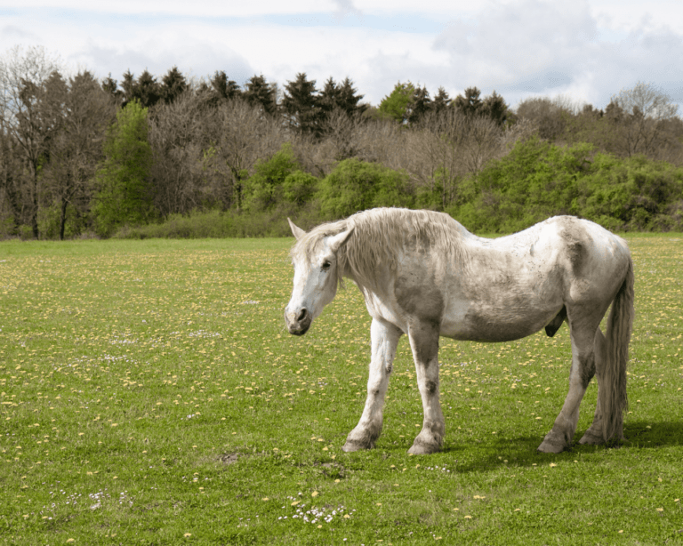 L’entretien du cheval âgé : les soins à adopter au quotidien