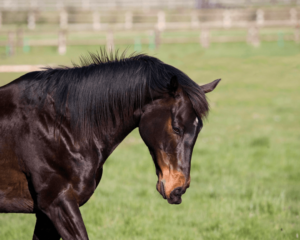castration du cheval