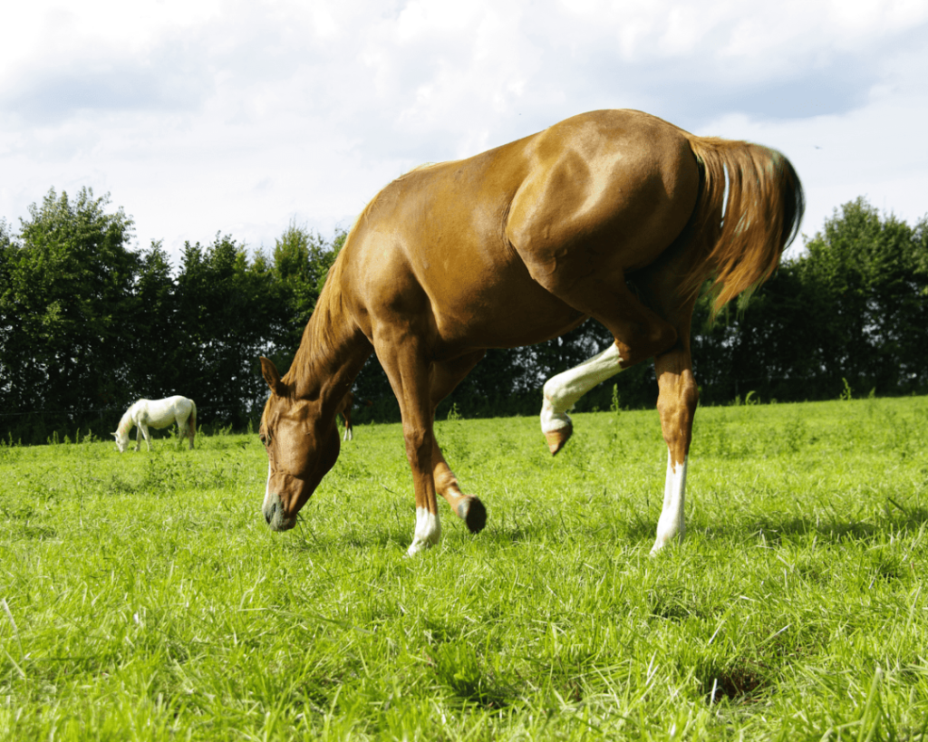 traitement poux cheval