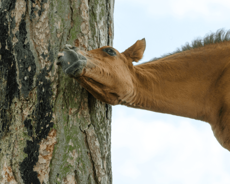 Les poux chez le cheval : informations et traitements