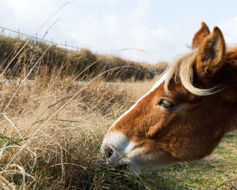 Plantes toxiques pour les chevaux : conseils, liste des plantes nocives