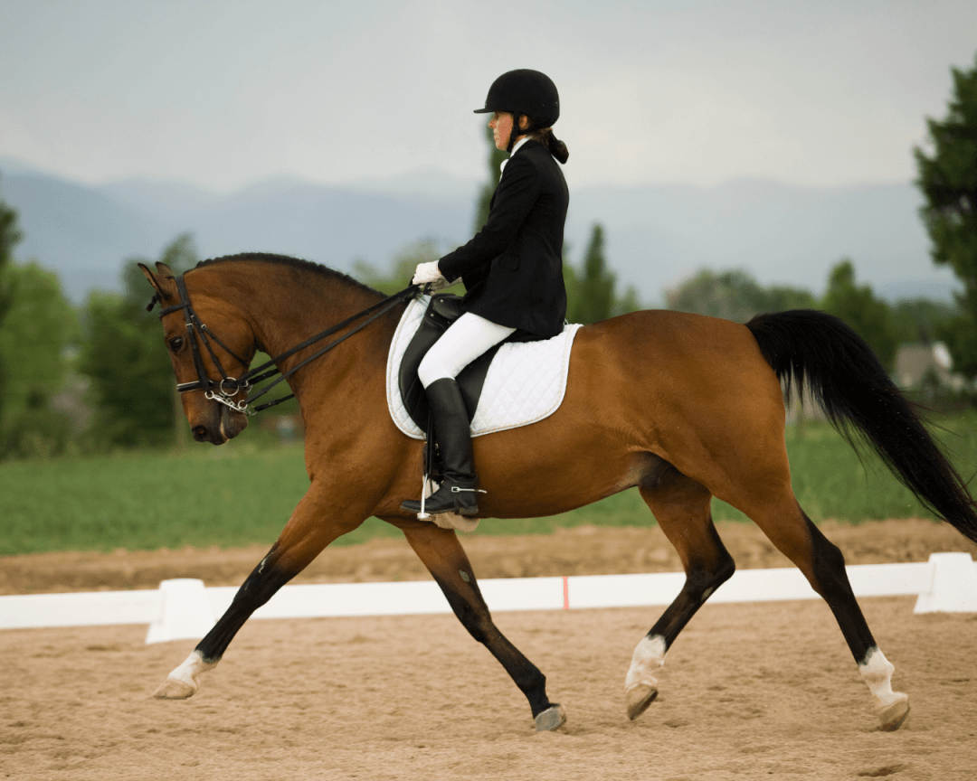 Equidassur Blog Sports équestres et éducation du cheval JO Paris