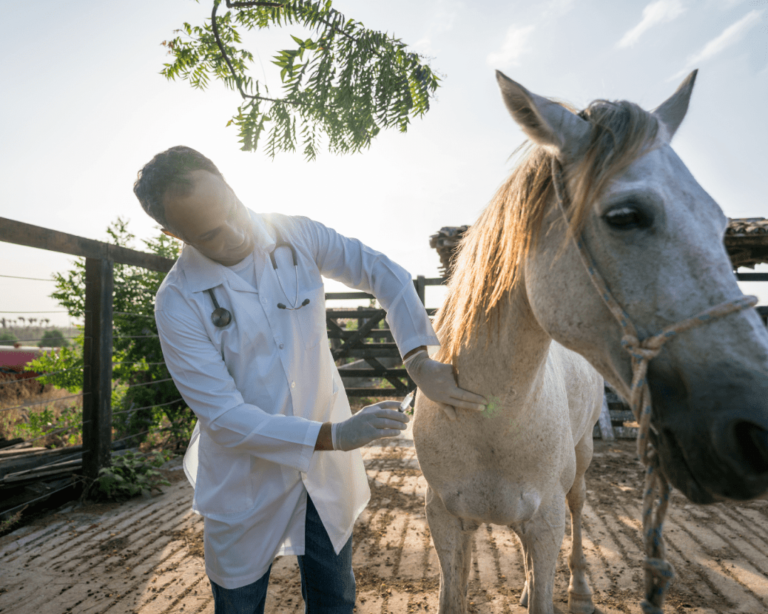 Vaccin cheval : le guide pratique sur la vaccination des chevaux