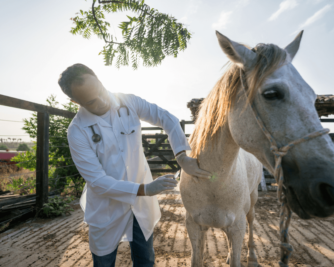 vaccin cheval