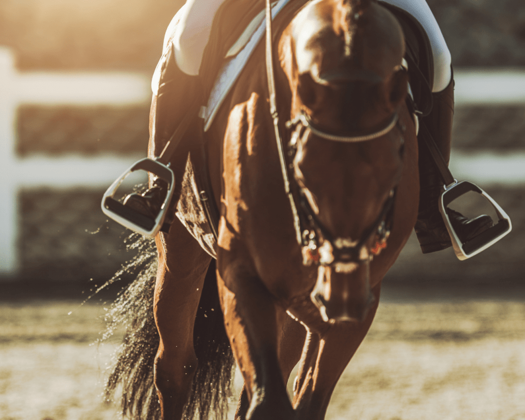 Quiz Galop 3 Testez vos connaissances maintenant — free download