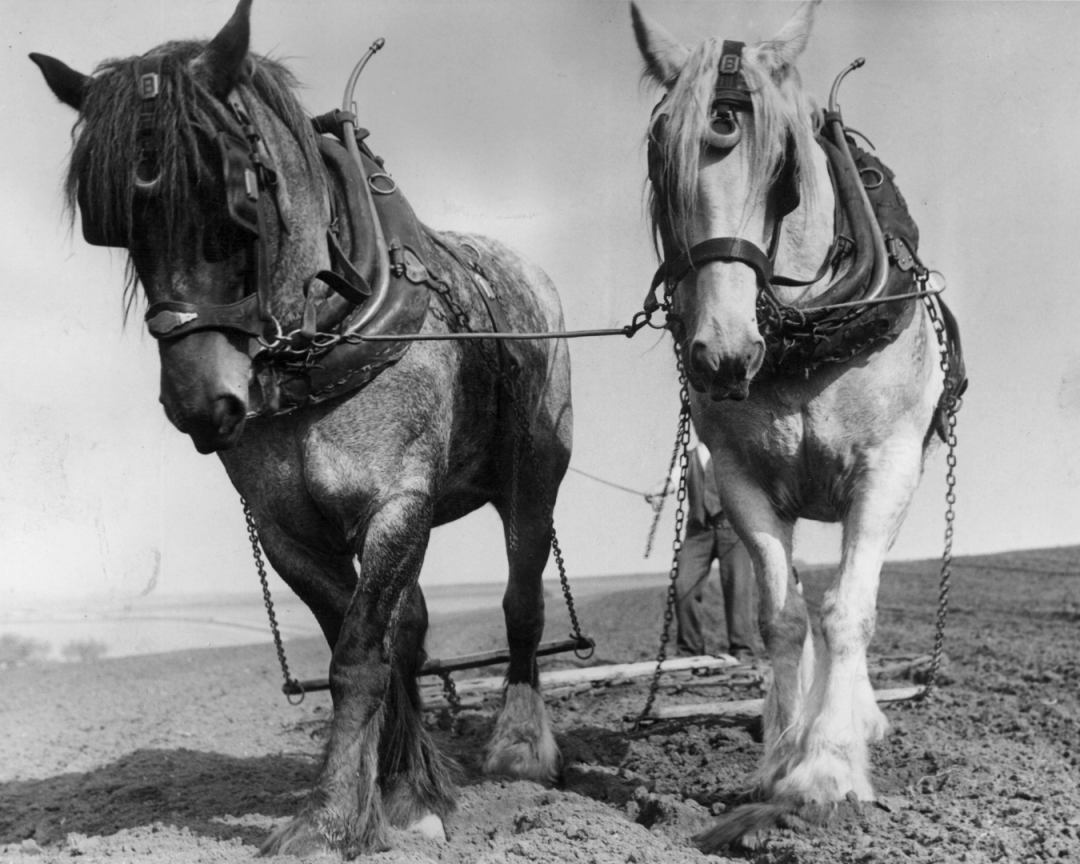 Le cheval de trait les races, son histoire, son rôle actuel