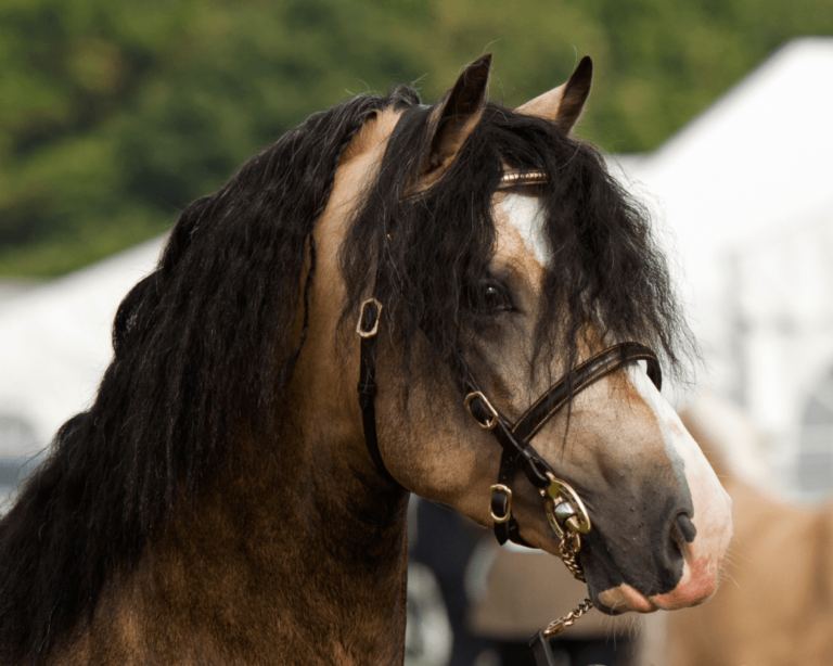 Le Welsh : le plus beau poney du monde