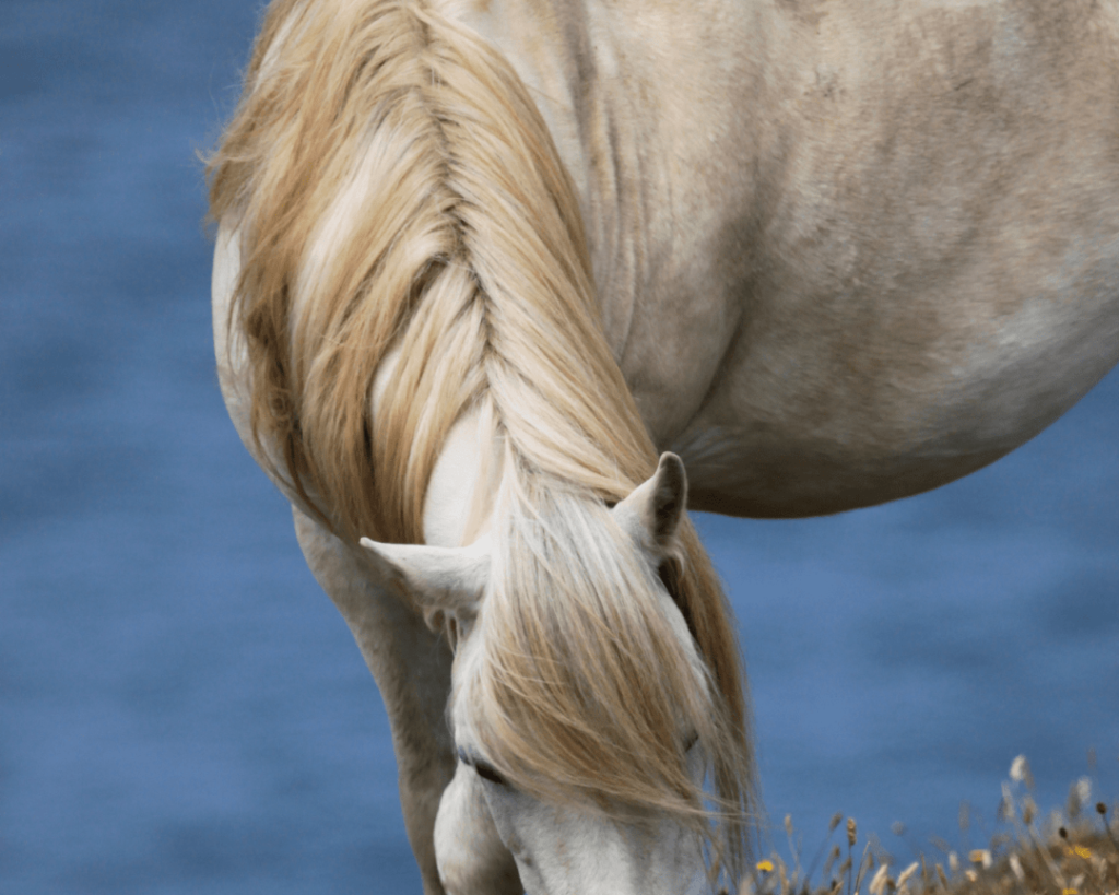 poney welsh caractéristiques