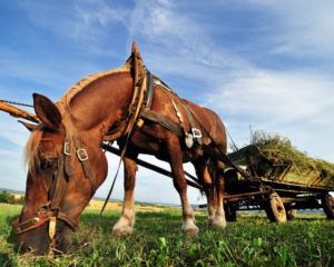 cheval de trait informations pratiques