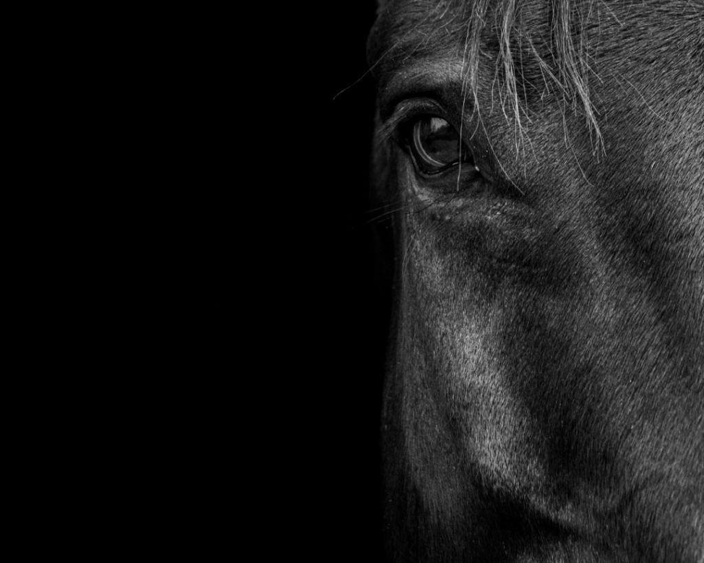 Cheval à vendre