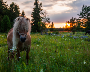 tout savoir sur les poneys
