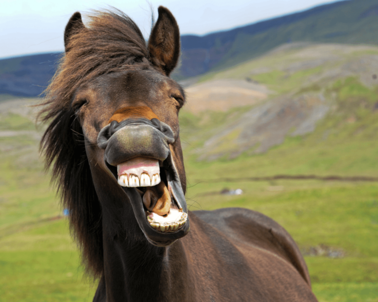 Cheval qui sourit : pourquoi mon cheval sourit et comment le faire sourire ?