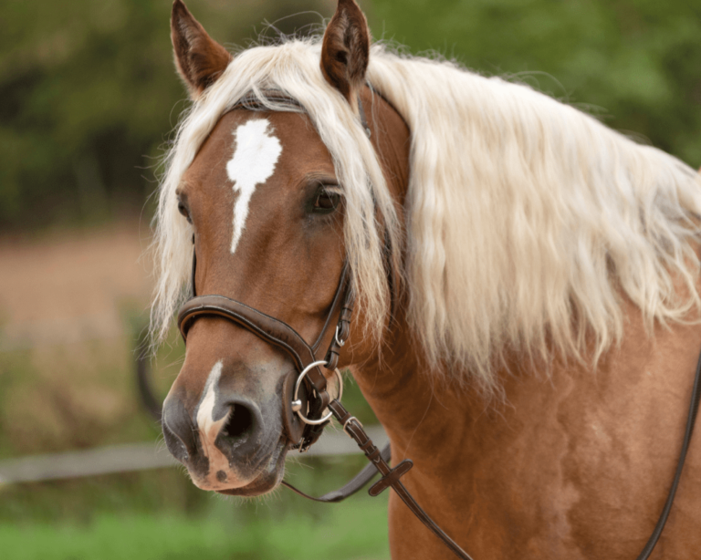 Le cheval comtois : caractéristiques, origines, compétences