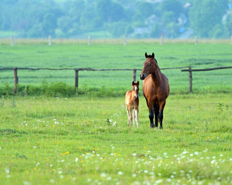 Cheval et canicule : aider son cheval en cas de canicule