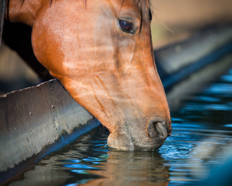 Hydrater de son cheval : comment éviter la déshydratation ?