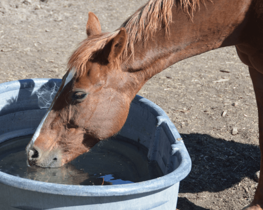 hydratation de son cheval