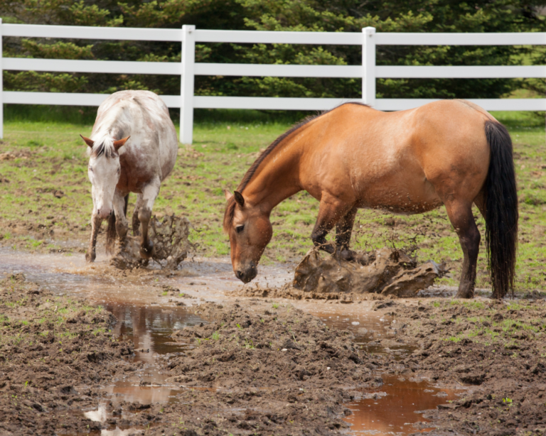 Qu’est-ce que la gale de boue chez le cheval ? Symptômes et traitements