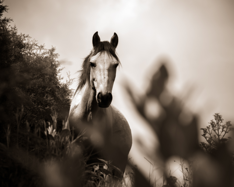 L’emphysème du cheval : comment reconnaître et traiter la maladie ?