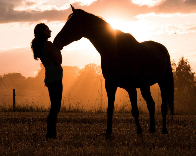 Quelle est l’espérance de vie d’un cheval ?