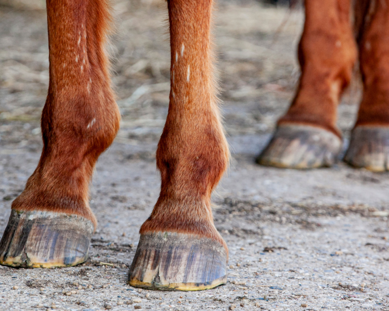 L’abcès du sabot chez le cheval : symptômes et traitements
