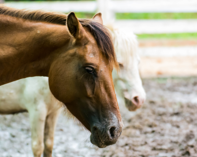 La maladie de Cushing chez le cheval : tout ce qu’il faut savoir
