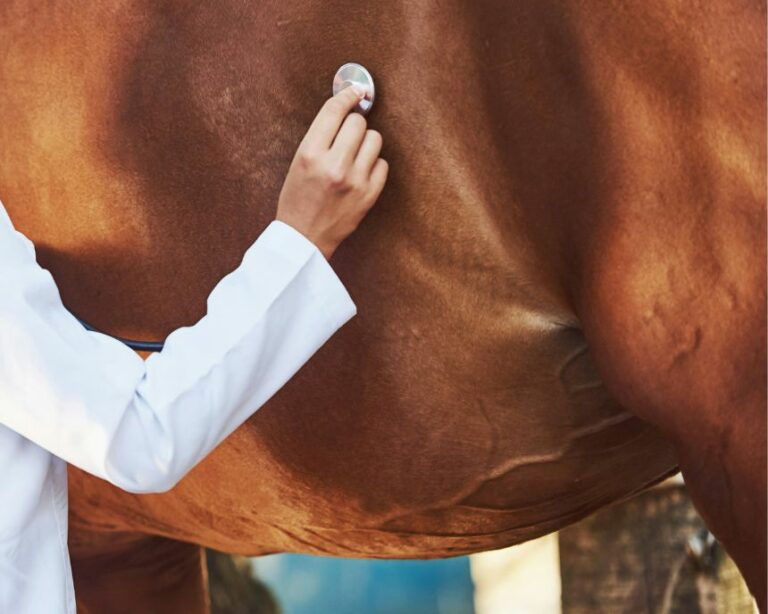 Tout ce que vous devez savoir sur la digestion chez le cheval