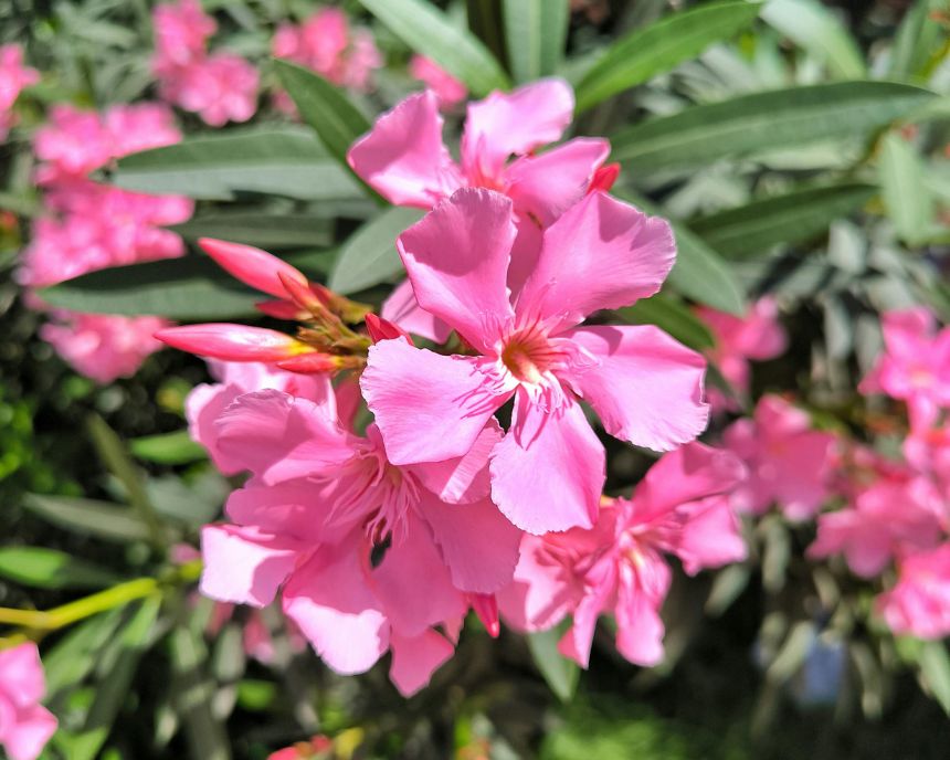 Gros plan sur des fleurs de laurier rose