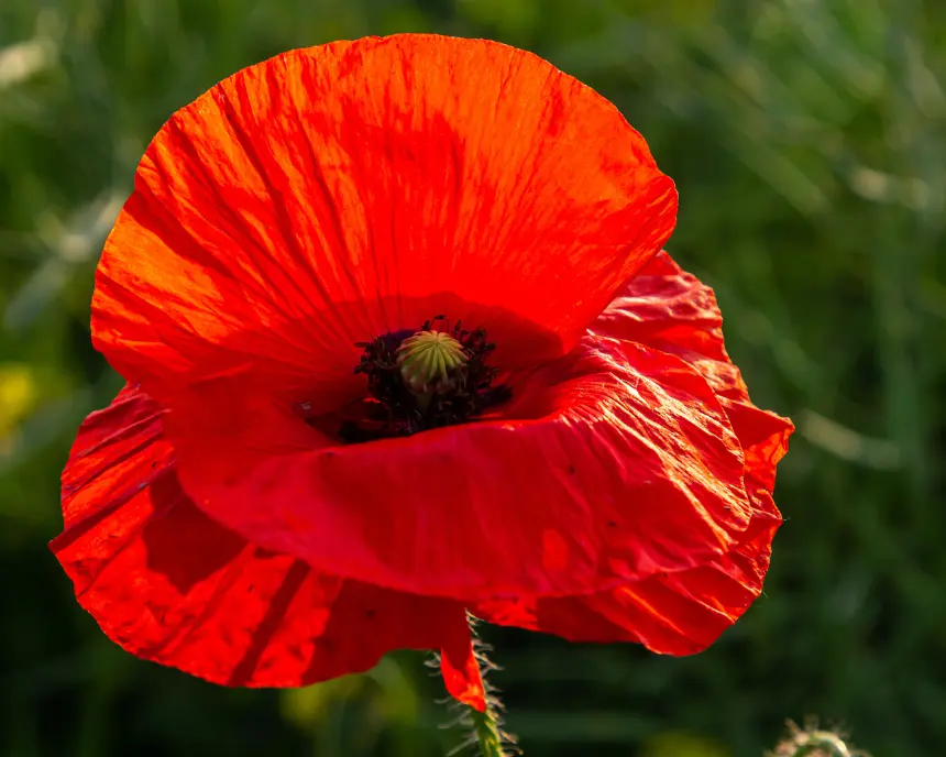 Gros plan sur un coquelicot