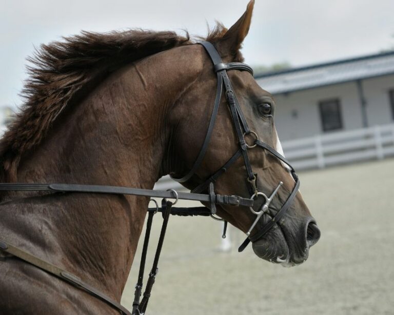 Comment bien longer un cheval : matériel, bonnes pratiques et sécurité