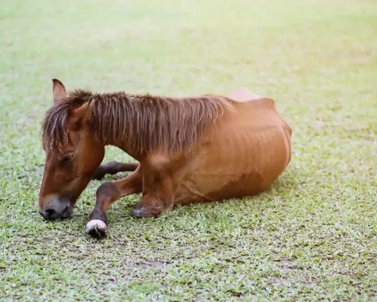 Les maladies et affections du poulain | Equidassur