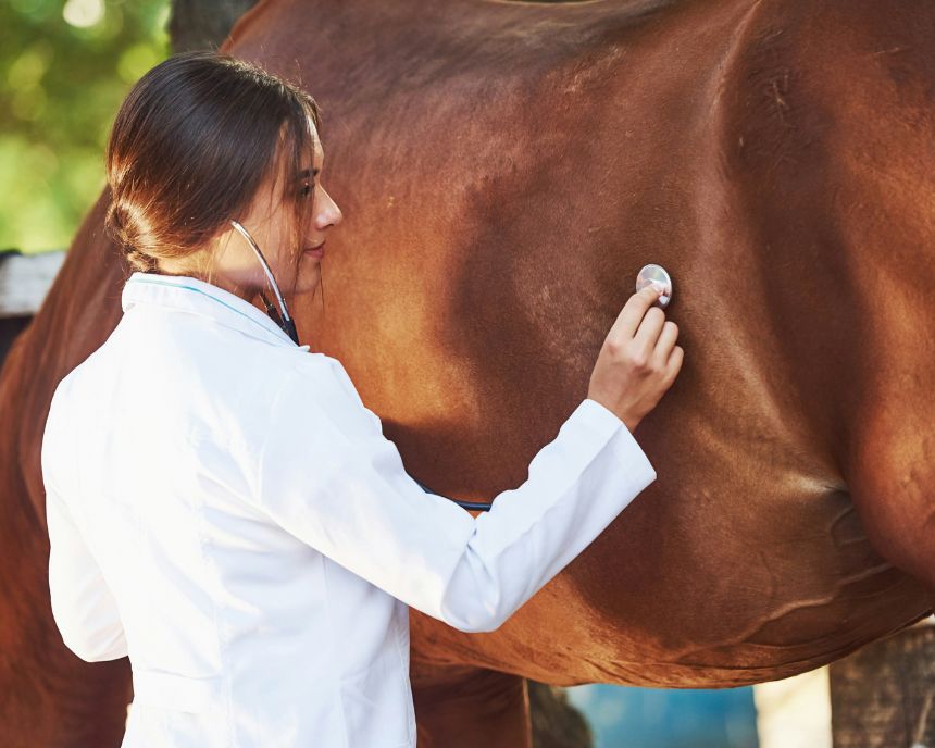 Vétérinaire examinant un cheval