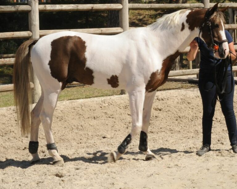 Fin de vie d’un cheval : que faire face à la mort d’un équidé ?