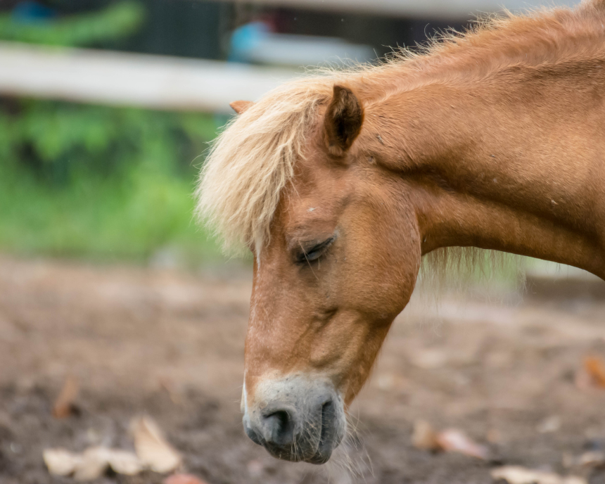 La gourme du cheval