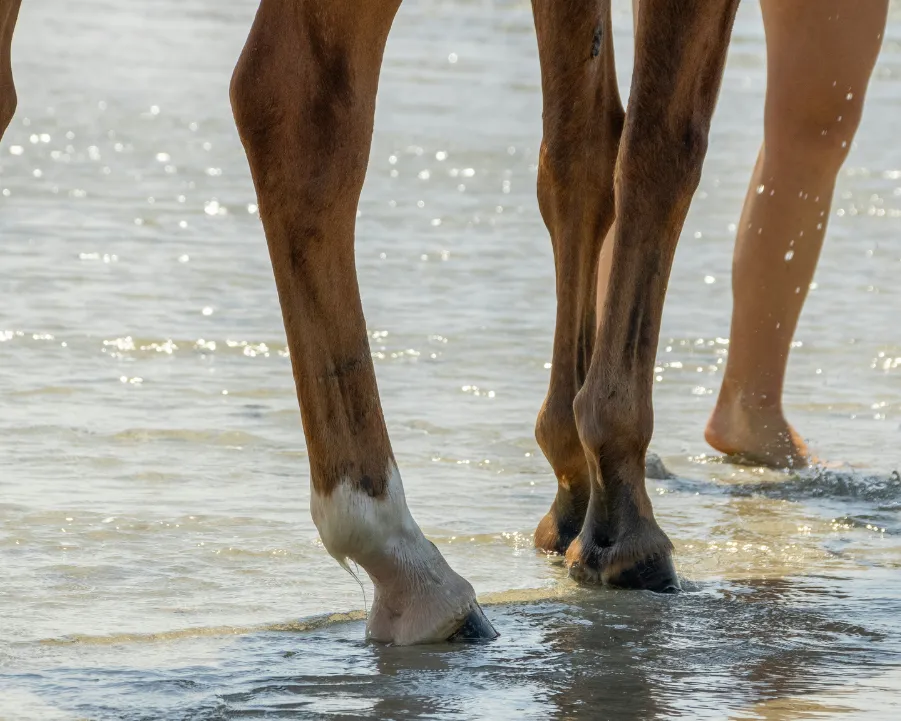 Pattes de cheval dans l'eau.
