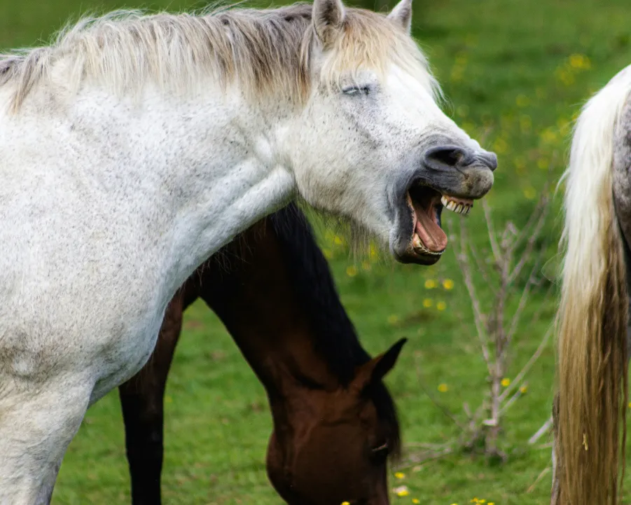 Cheval blanc qui tousse fort.