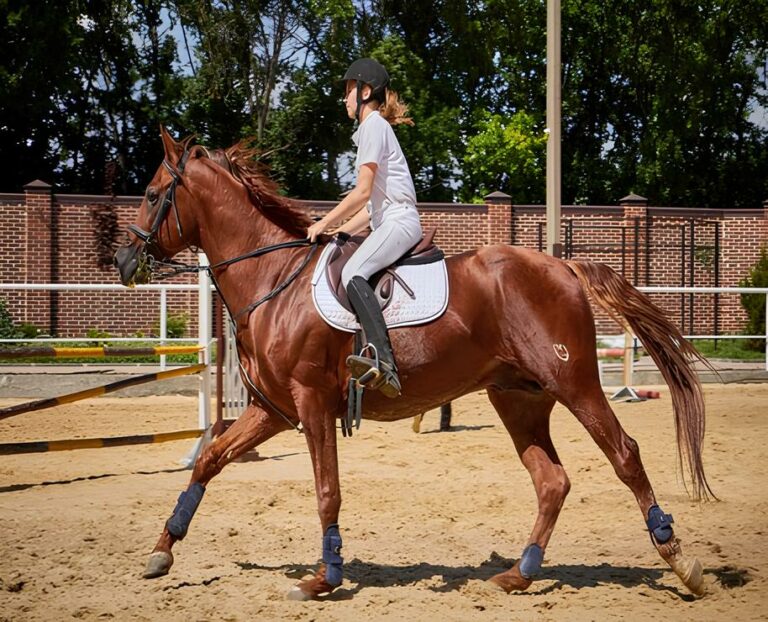 Quels sont les objets connectés pour chevaux en 2025 ?