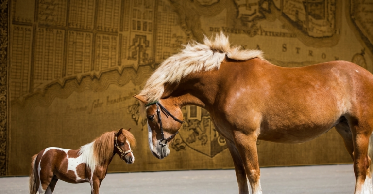 Le cheval le plus grand du monde : tout savoir sur ces géants équins